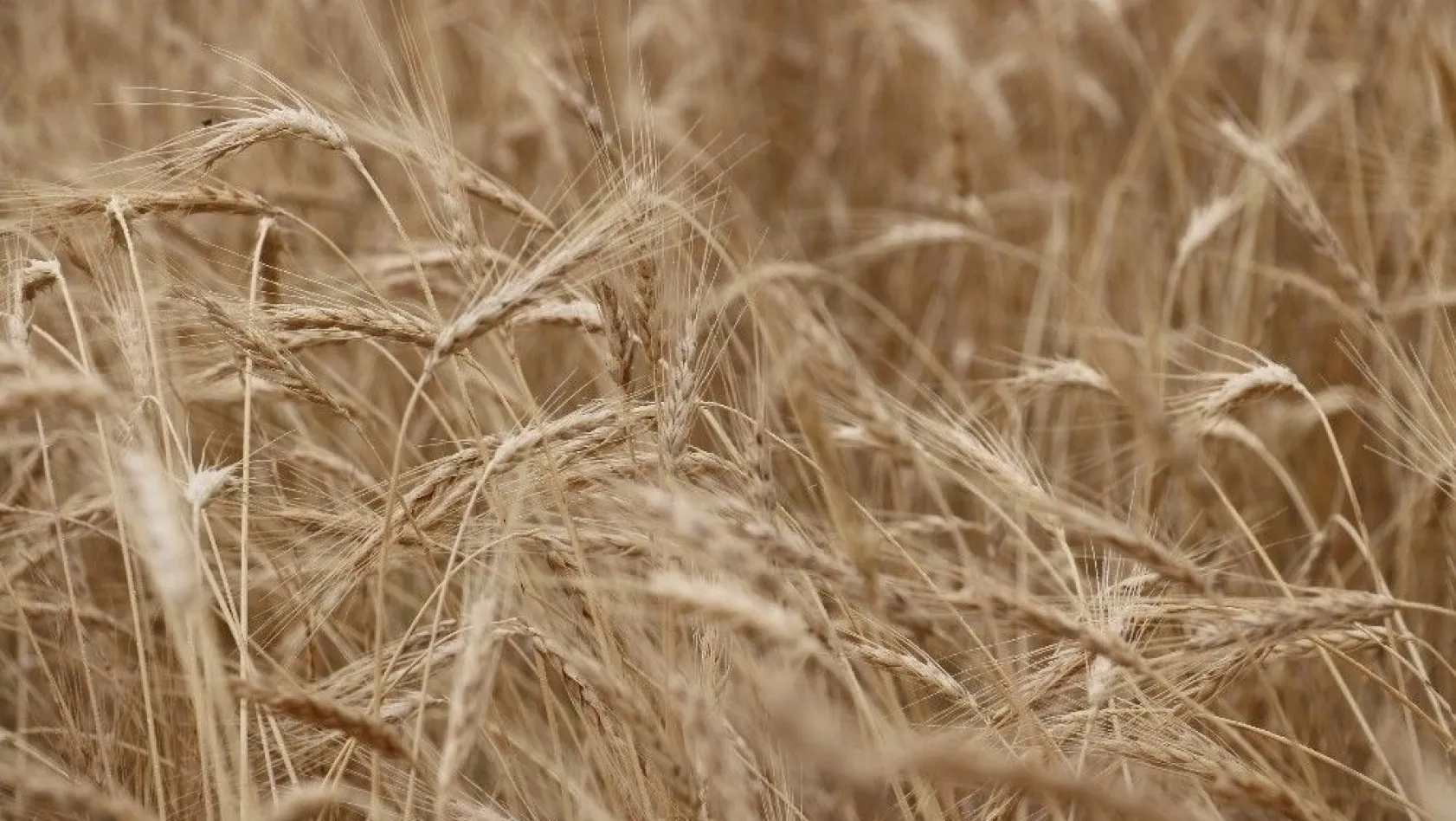 2 bin yıllık ata tohumu buğday verdi
