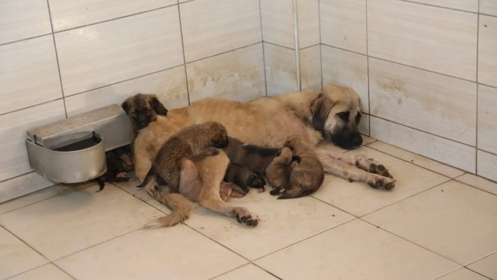 Sokağa terk edilen 4 yavru köpeğe başka bir köpek 'annelik' yaptı