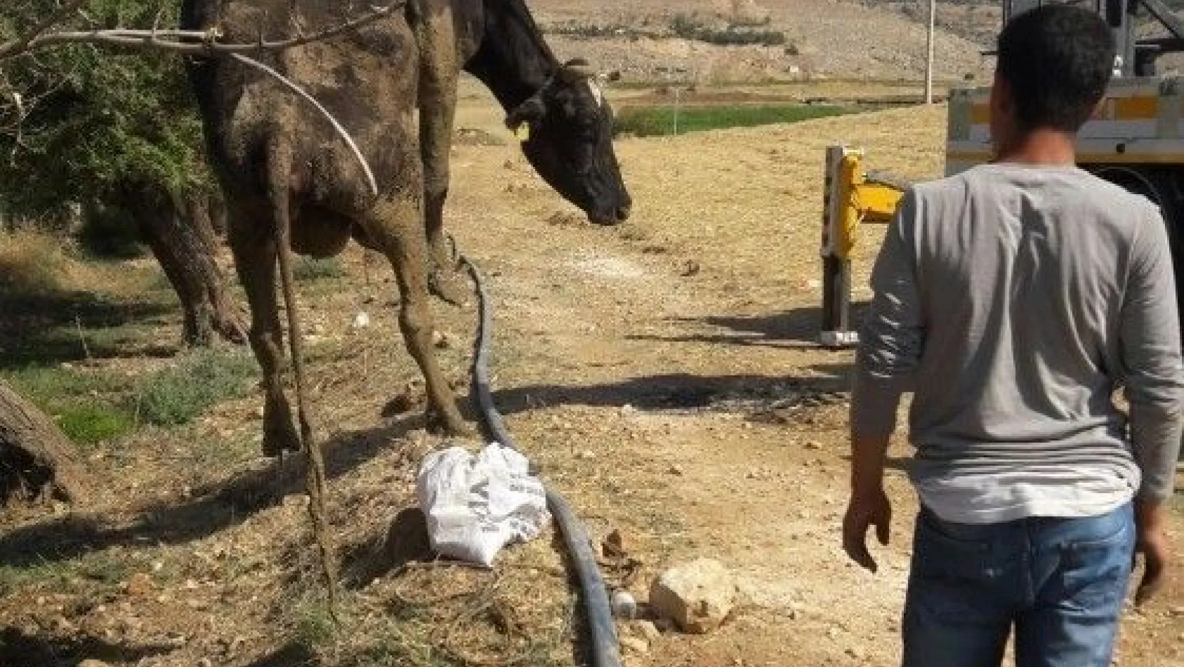 Çamura saplanan inek 2 gün sonra kurtarıldı
