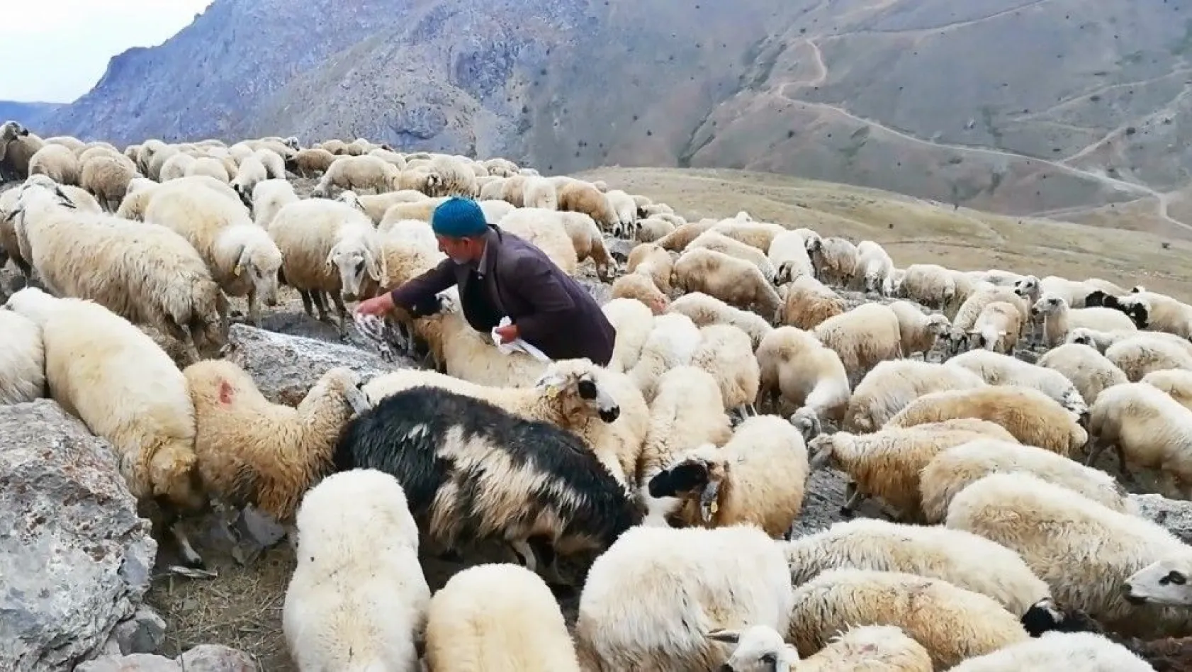 Koyunların tuz ve su keyfi
