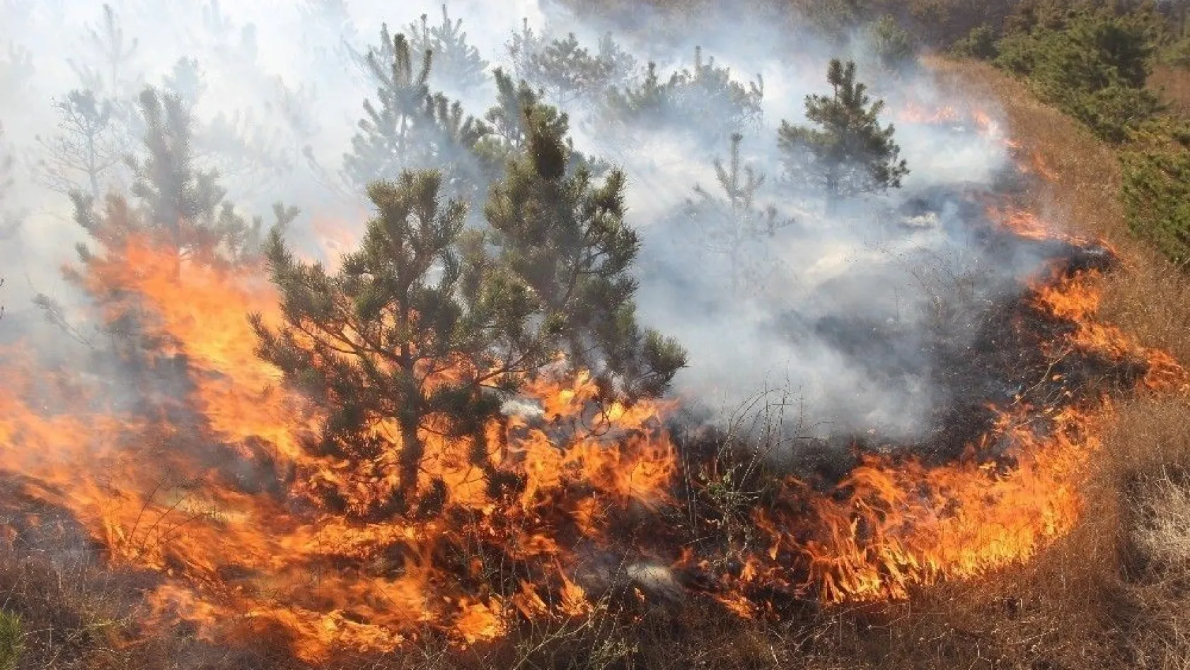 Mangal ateşi çam ağaçlarını kül etti
