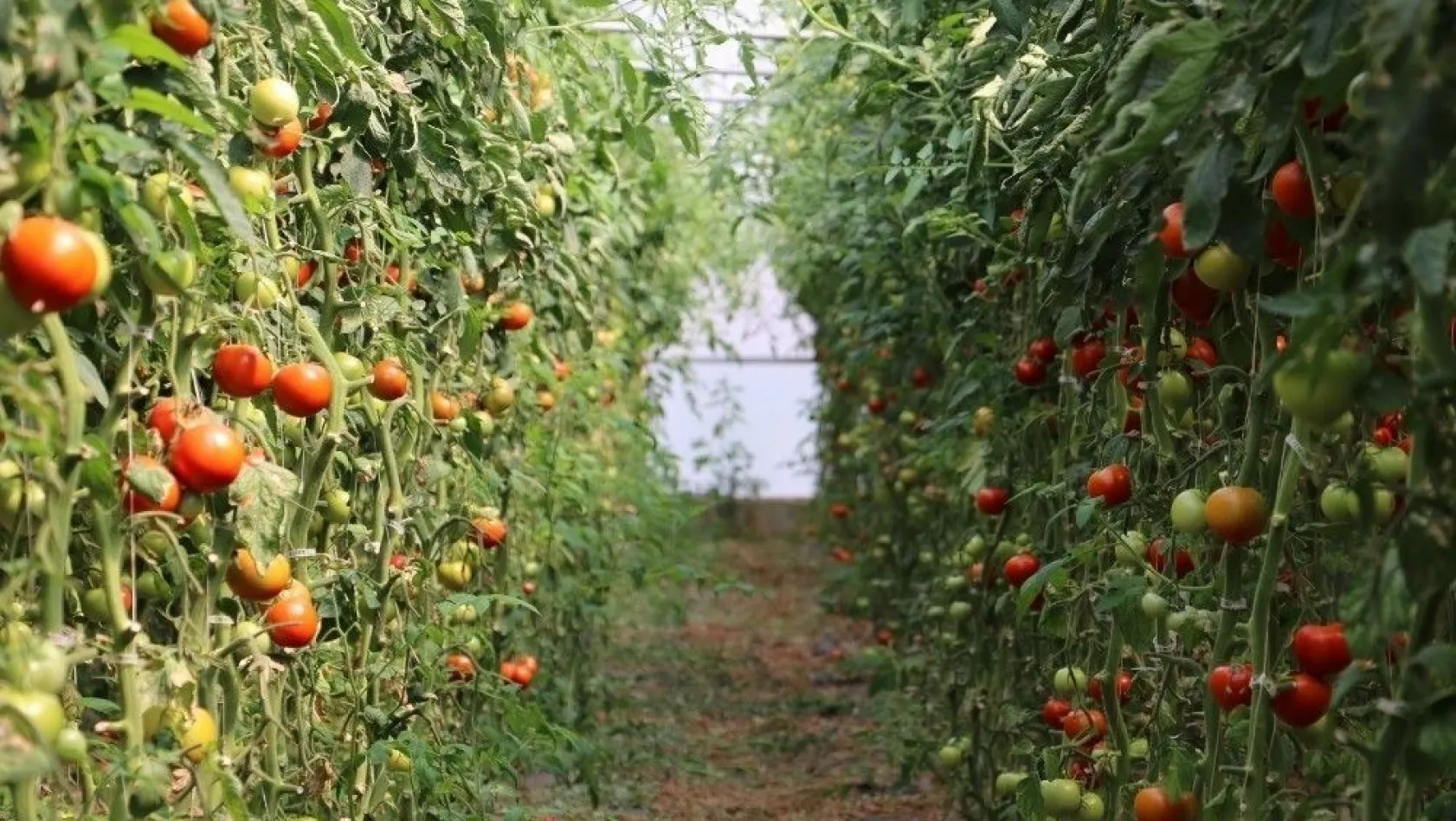 Erzincan'da domates üretimi artıyor
