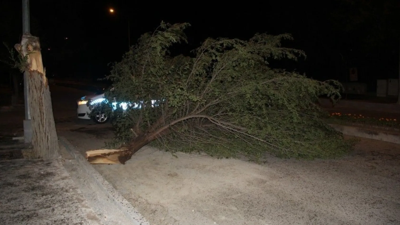 Erzincan'da etkili olan şiddetli rüzgar ağaçları yerinden söktü