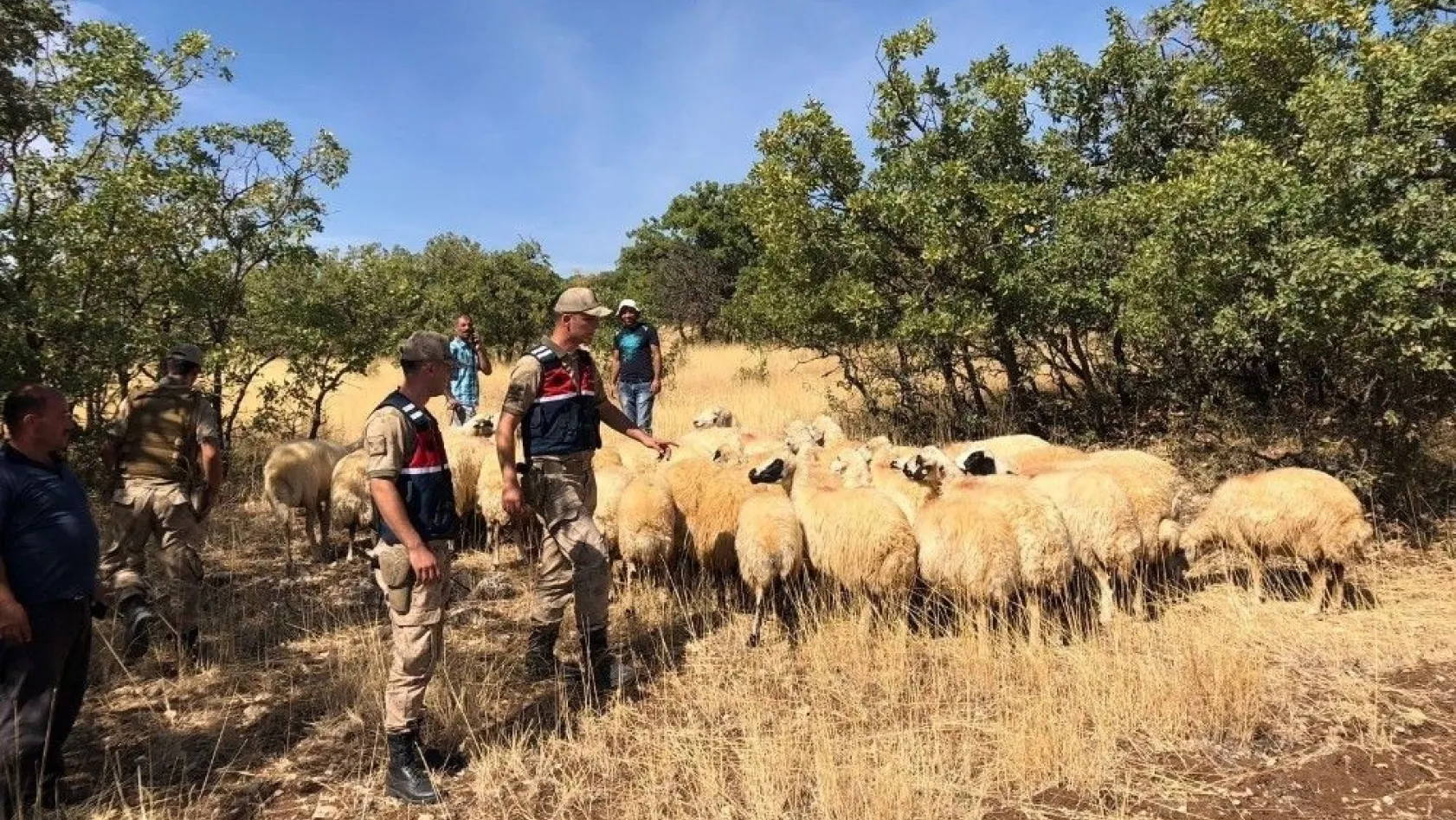 Kayıp koyunlar jandarma ekipleri tarafından bulundu