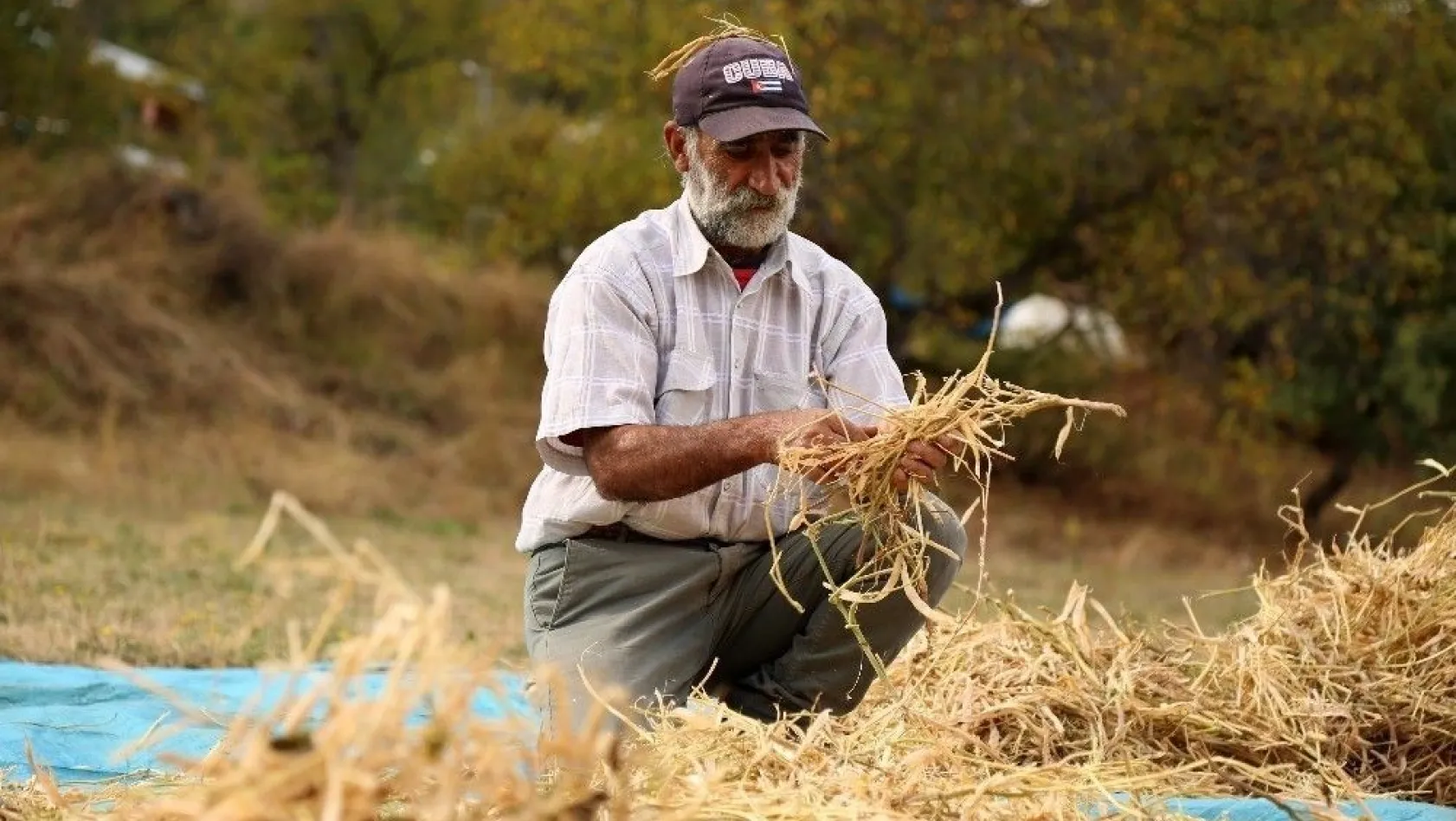 Dededen kalma harman makinesiyle buğday ve fasulye hasadı