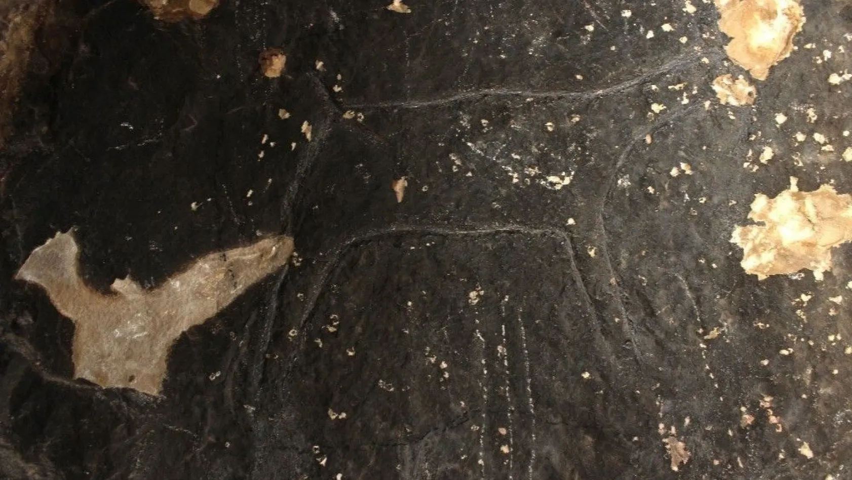 Taş devri insanları tarafından 42 bin yıl önce çizildi
