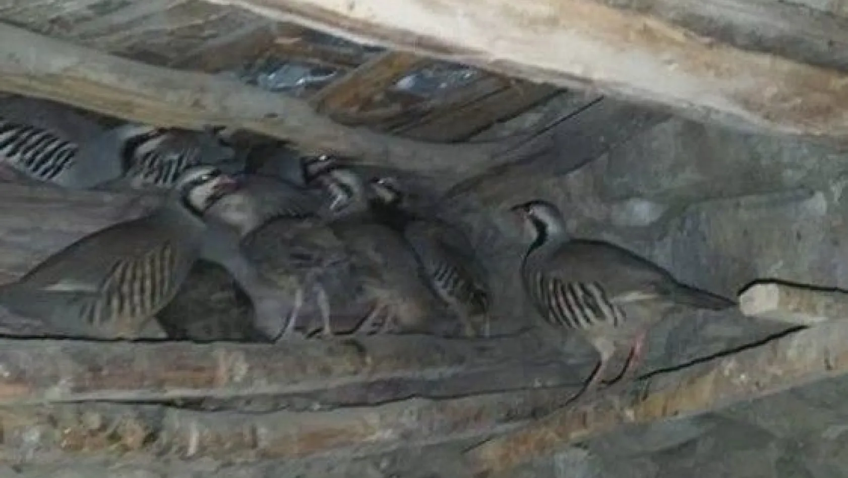 Sivas'ta köy kümesinde 10 adet kınalı keklik bulundu
