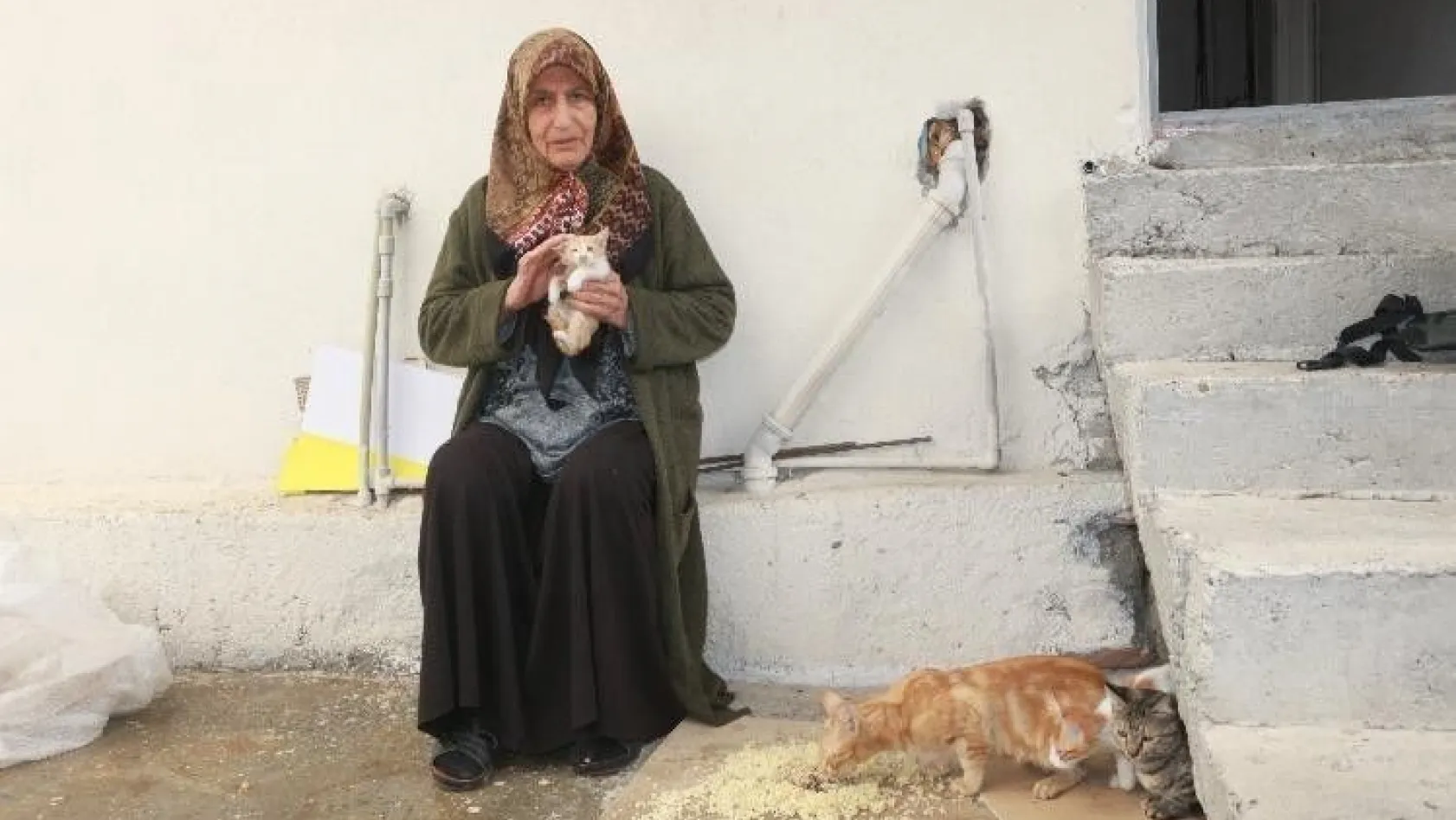 Yaşamını 30 kedi ile sürdüren yaşlı kadın yardım bekliyor
