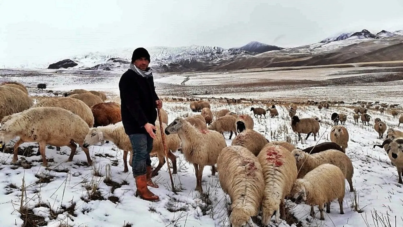 Erzincan'da kar nedeniyle koyun sürüleri yaylada mahsur kaldı
