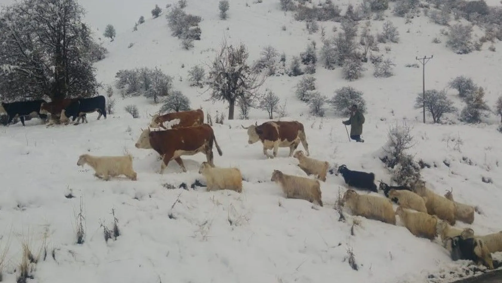 Tunceli'nin ilçelerinde kar etkili oldu