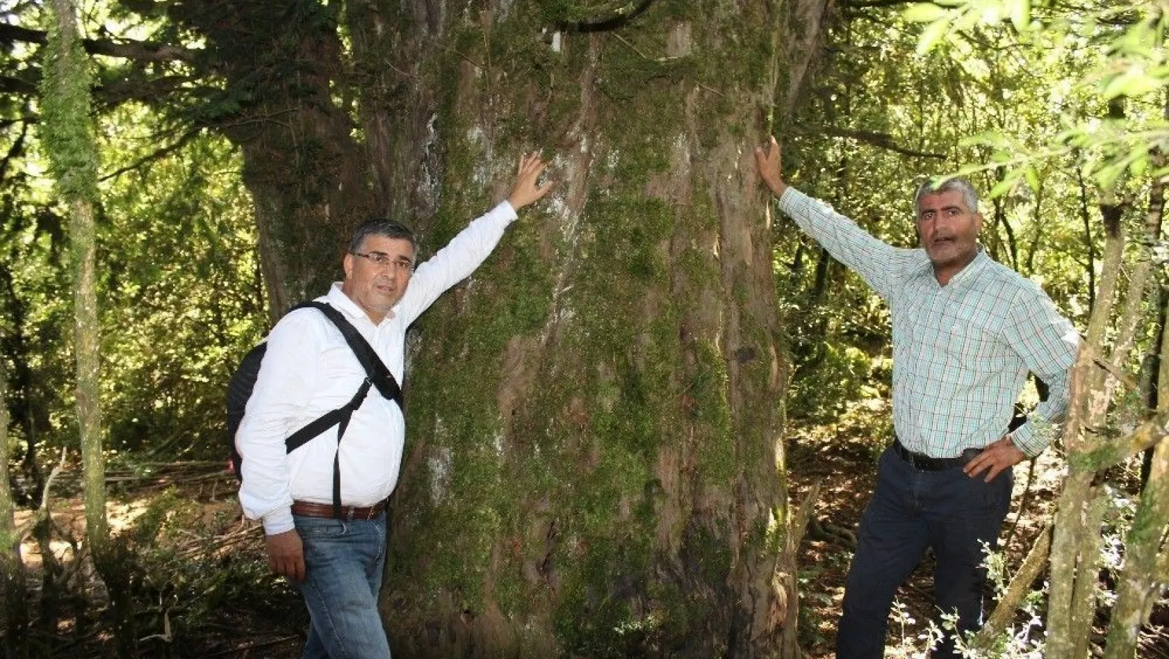 2 bin 700 yıllık 'porsuk' ağacı
