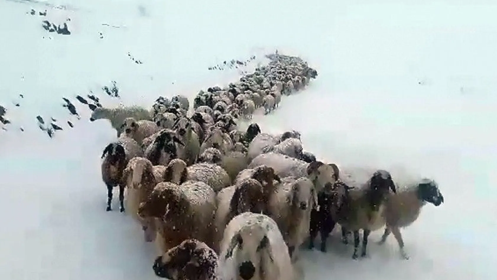 Kar aniden bastırınca çoban ve sürüler 6 gün mahsur kaldı
