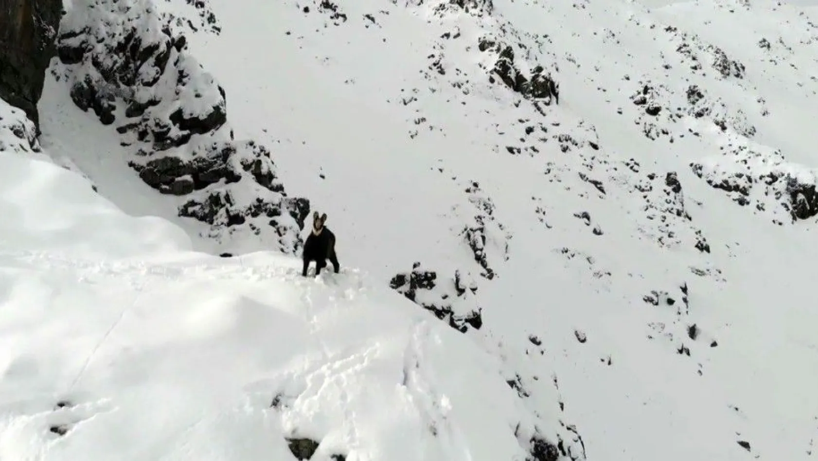 Karla kaplı dağda çengel boynuzlu dağ keçisinin drone ile imtihanı
