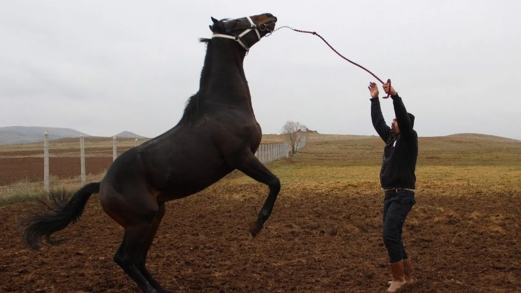 Şampiyon atlar Sivas'ta yetiştiriliyor
