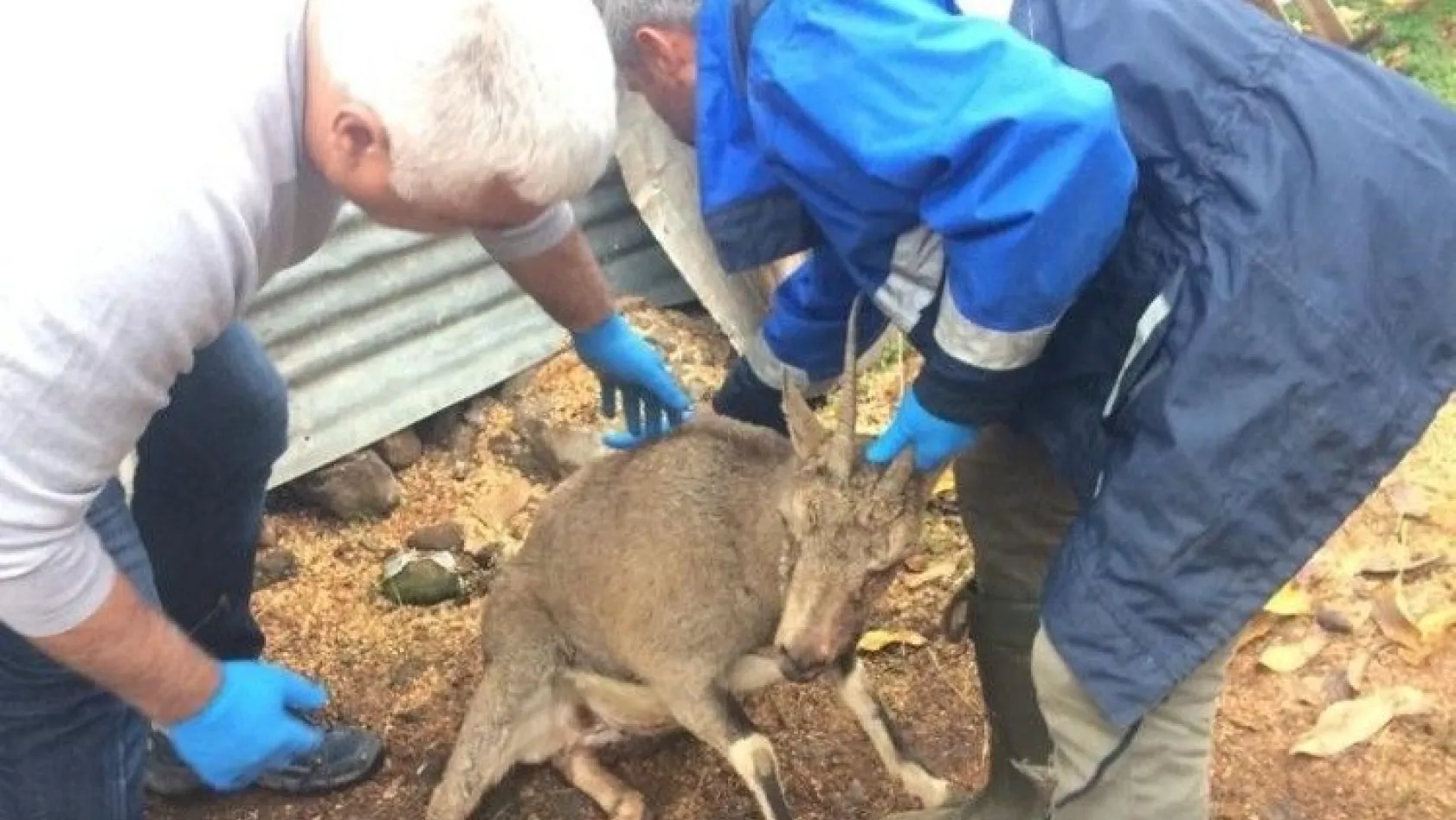 Yaralı dağ keçisi tedavi altına alındı

