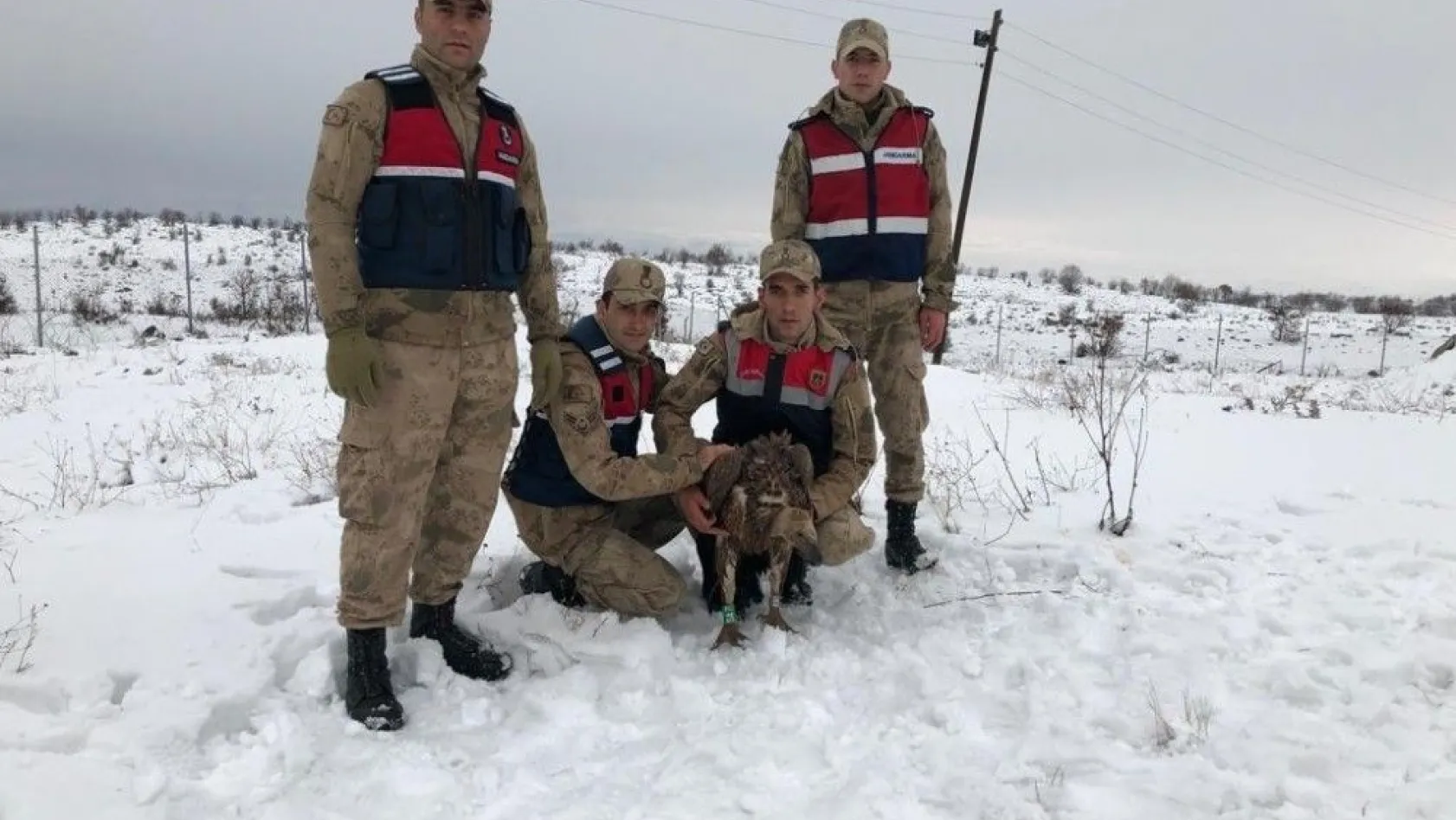 Diyarbakır'da yaralı akbaba donmak üzereyken bulundu

