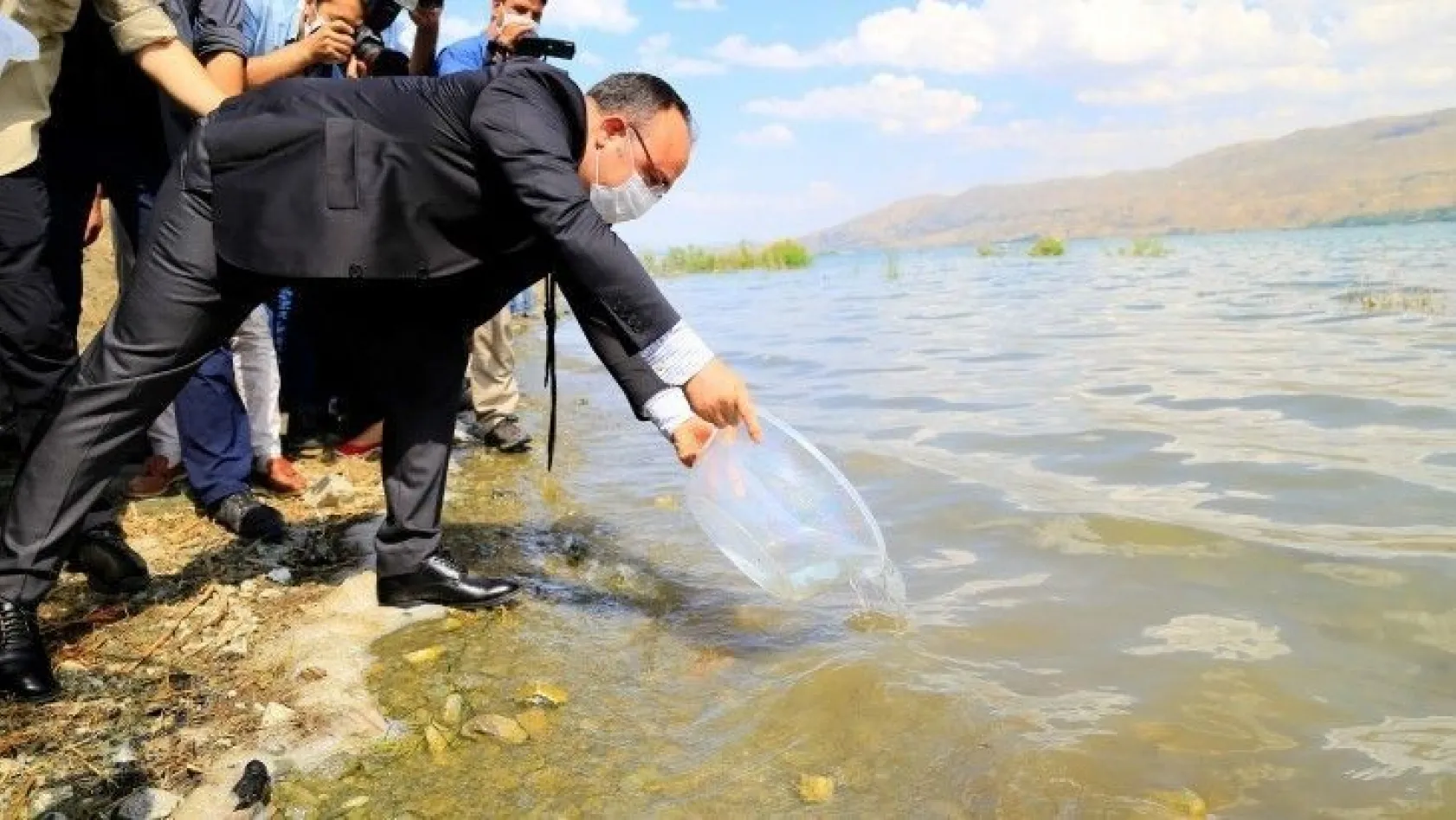 420 bin adet siraz balığı Hazar Gölü'ne bırakıldı