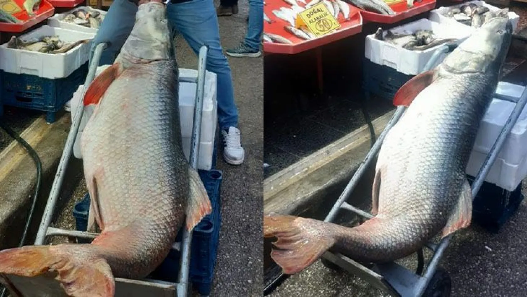 60 kiloluk dev turna balığı görenleri şaşırttı