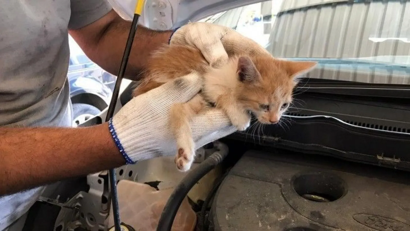 Aracın far kısmına sıkışan kedi kurtarıldı
