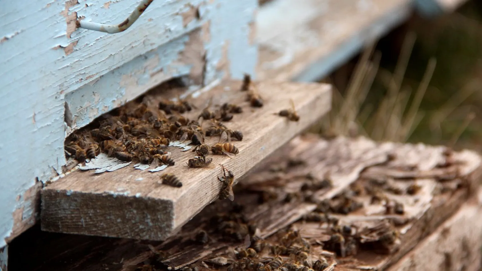 Arılar için kuraklık tehlikesi
