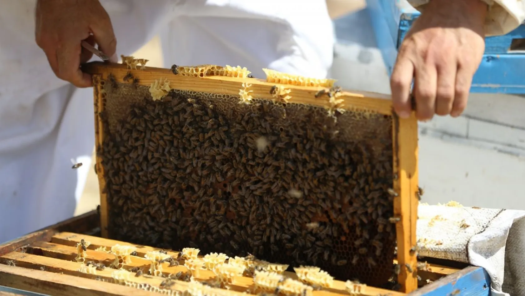 Bal hasadı için arı gibi çalışıyorlar
