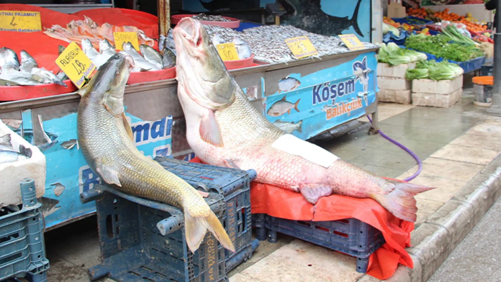 Balıkçıların oltasına dev turna balığı takıldı