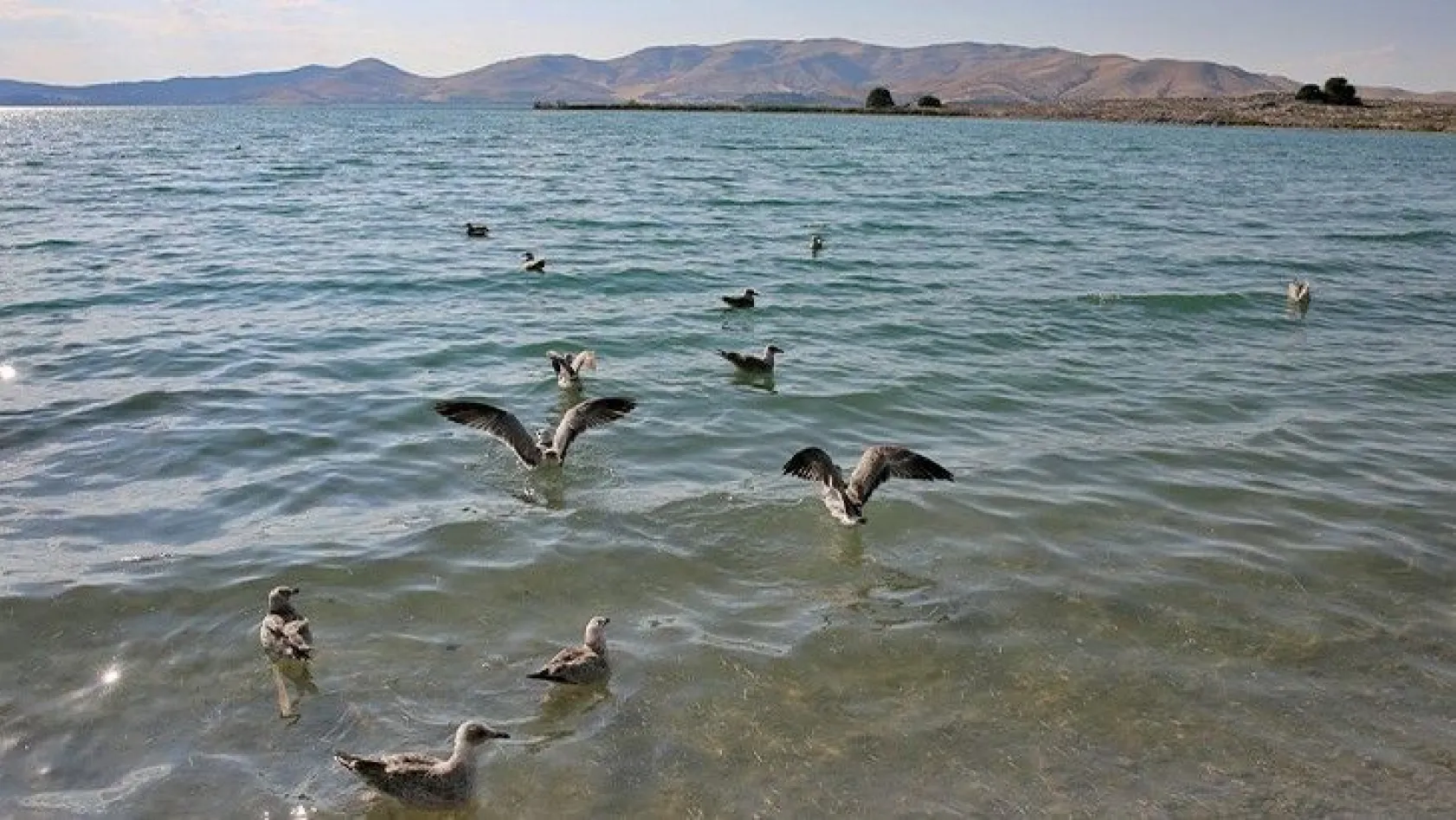 Besin zincirindeki azalma Hazar Gölü'ndeki martı ölümlerini tetikledi