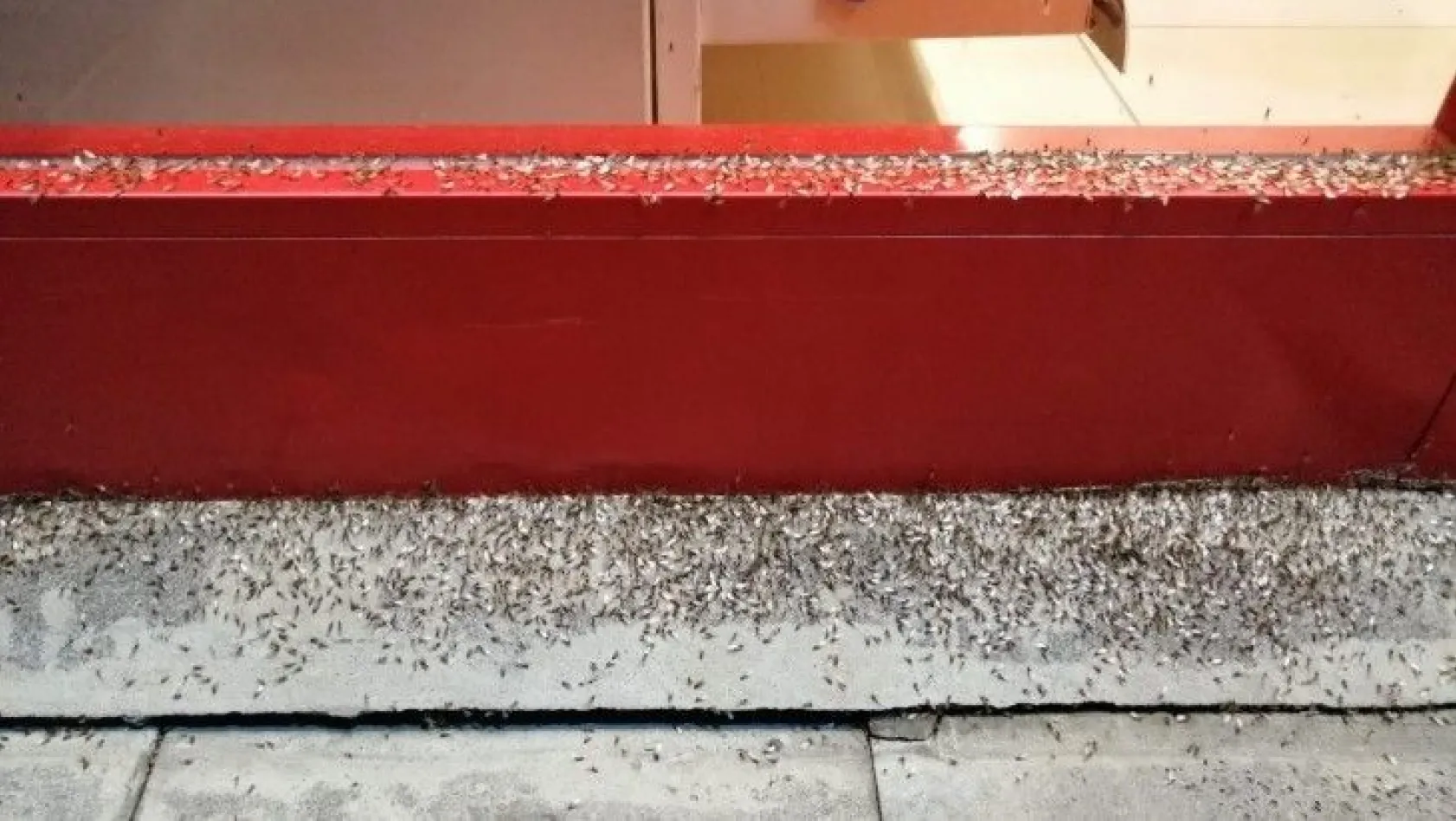 Bingöl'de ilçeyi istila eden böceklerin kanatlı karınca olduğu anlaşıldı