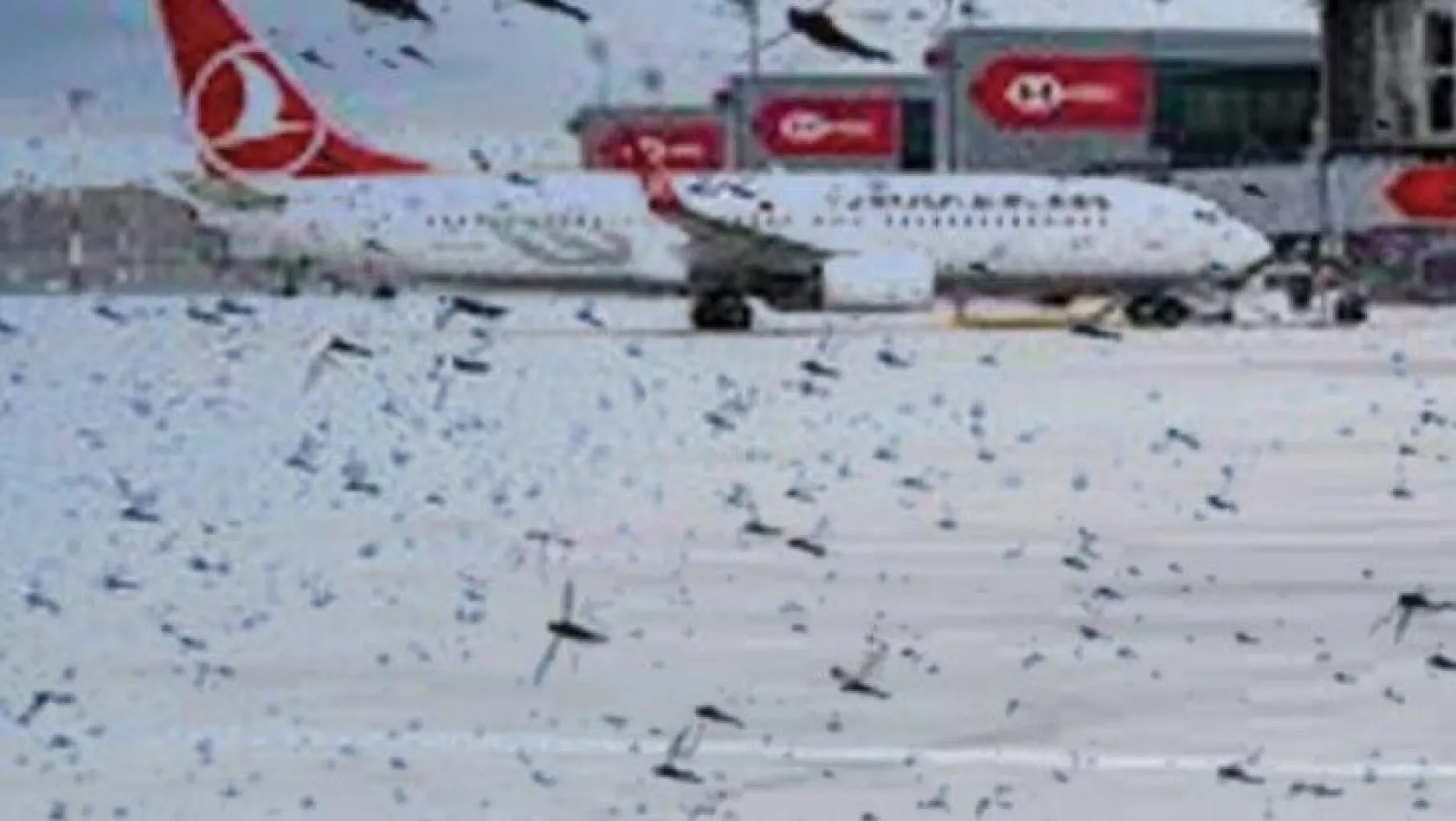 Binlerce çekirge İstanbul Havalimanı'nı istila etti!
