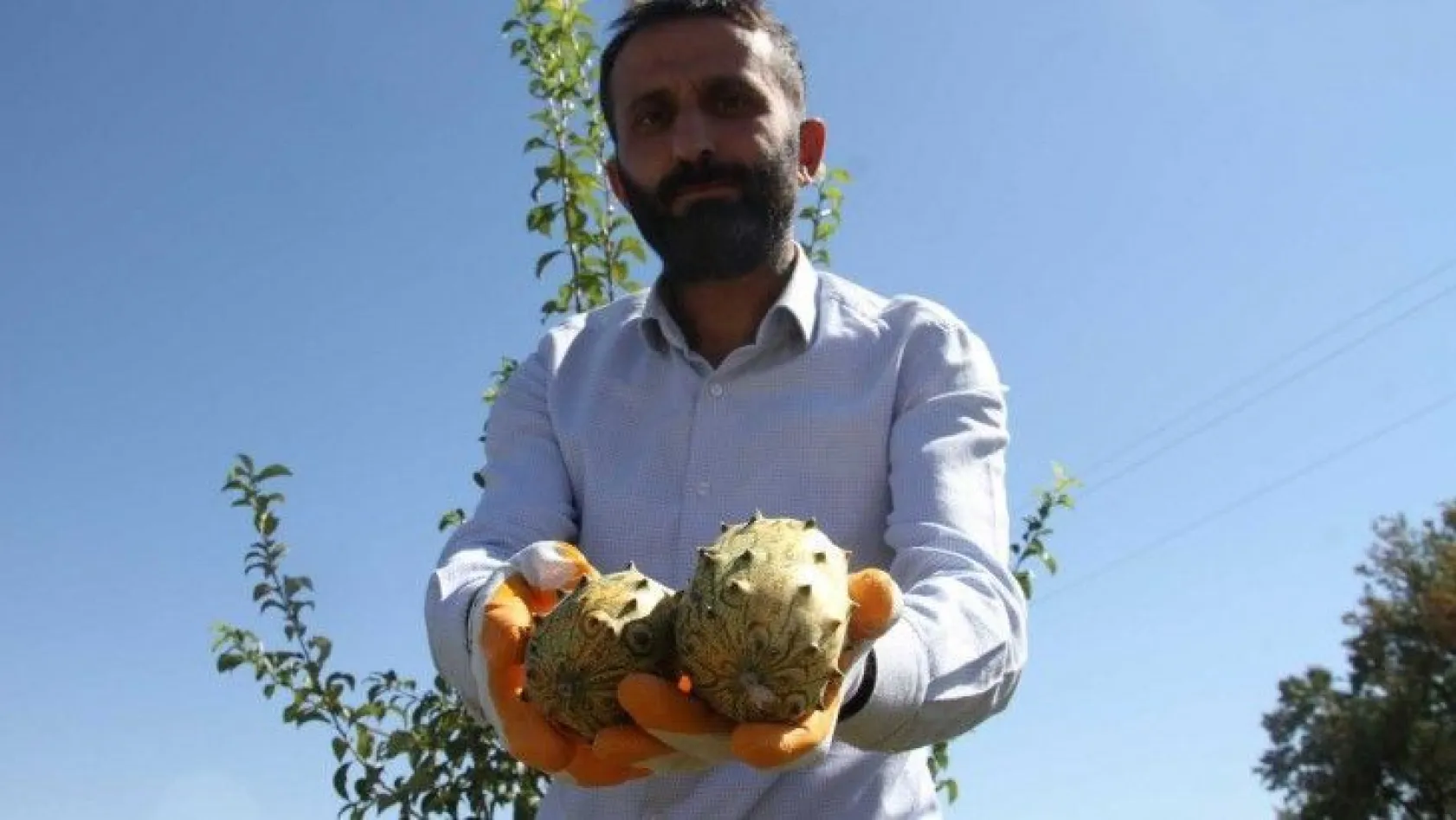Doğu Anadolu'da bir ilk! Elazığ'da tropik Afrika meyvesi yetiştirdi