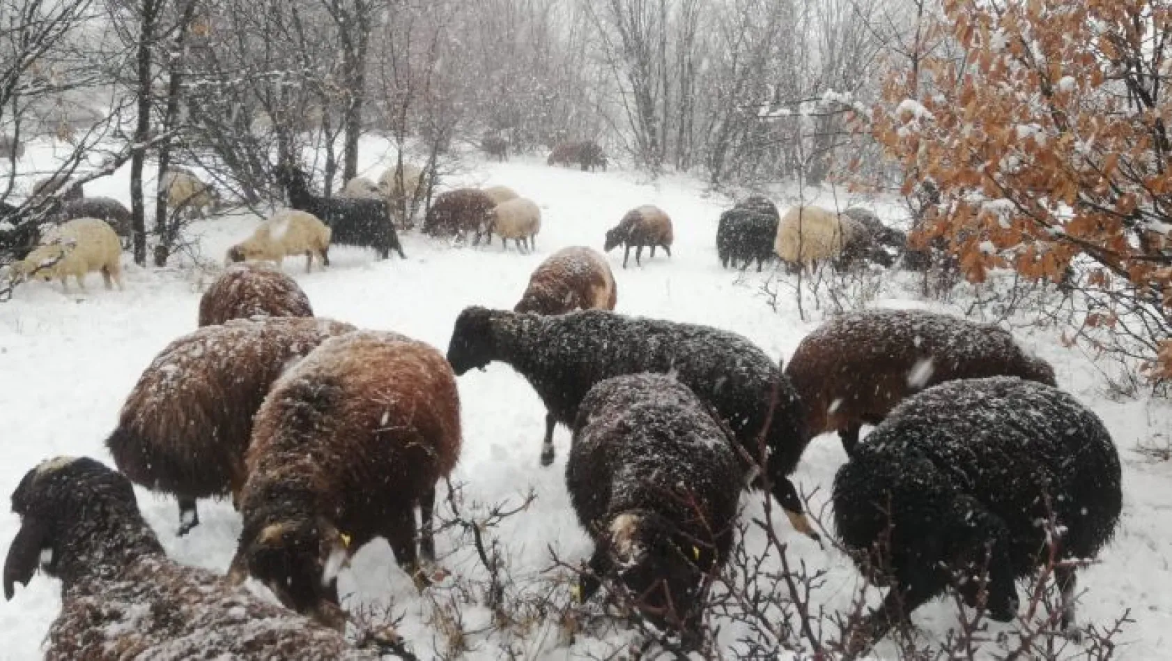 Çoban kar altında türkü söyledi, koyunları dinledi