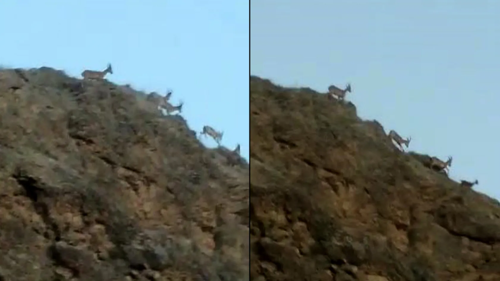 Dağ keçileri Palu'da görüntülendi