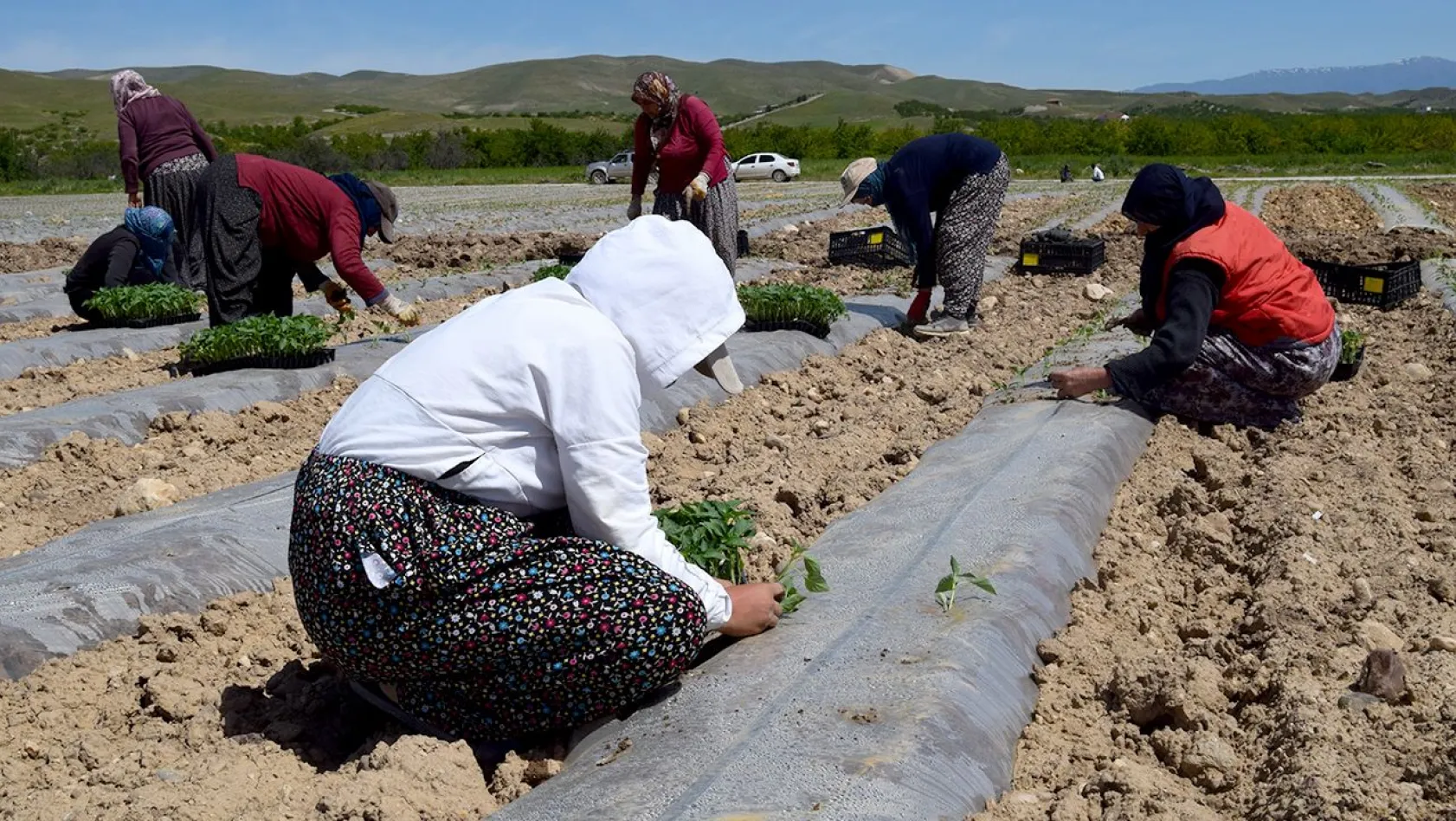 Deprem tarımı da vurdu, mevsimlik işçi bulunamıyor