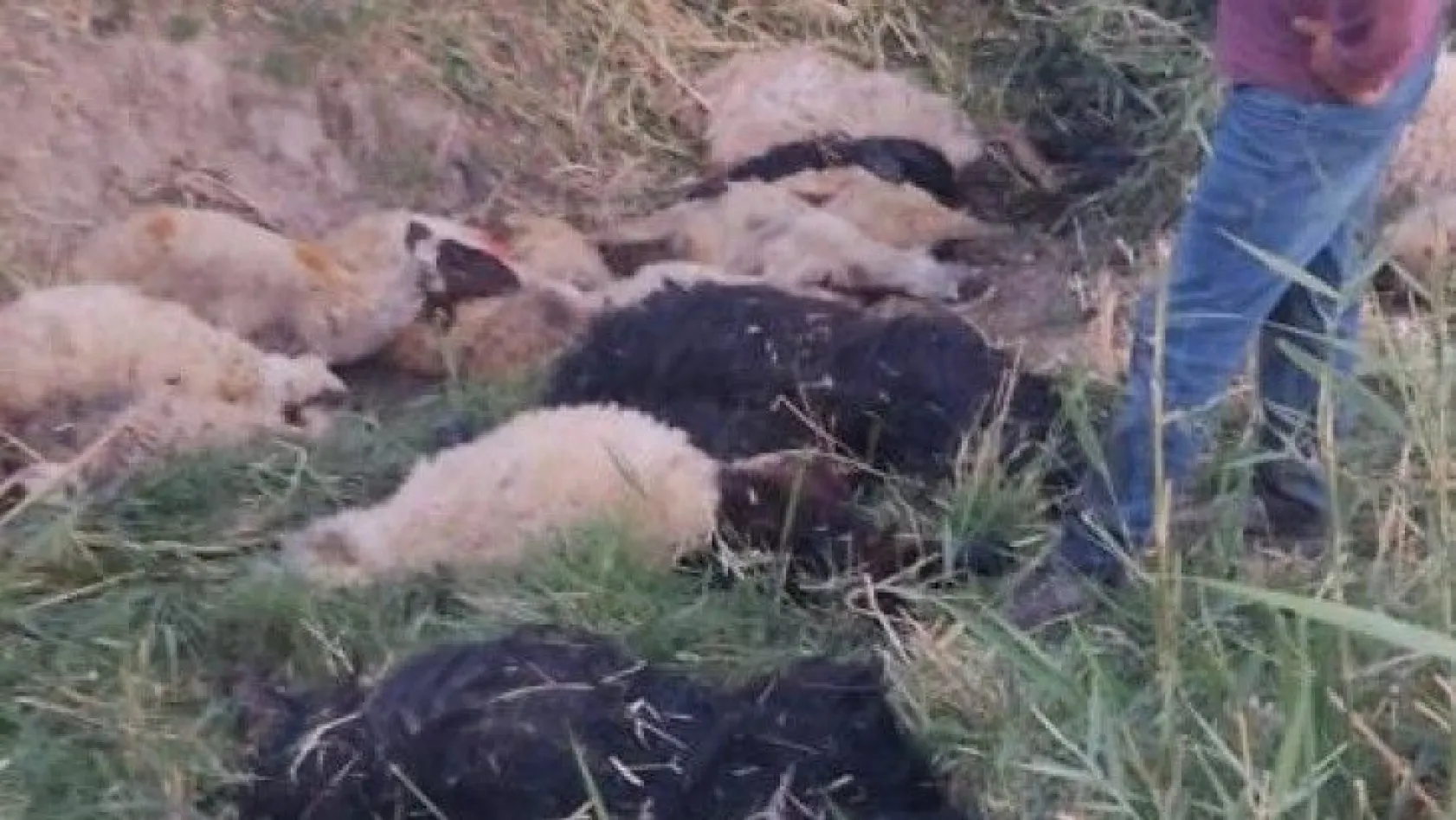 Diyarbakır'da dereye atlayan koyunu 500 koyun takip etti
