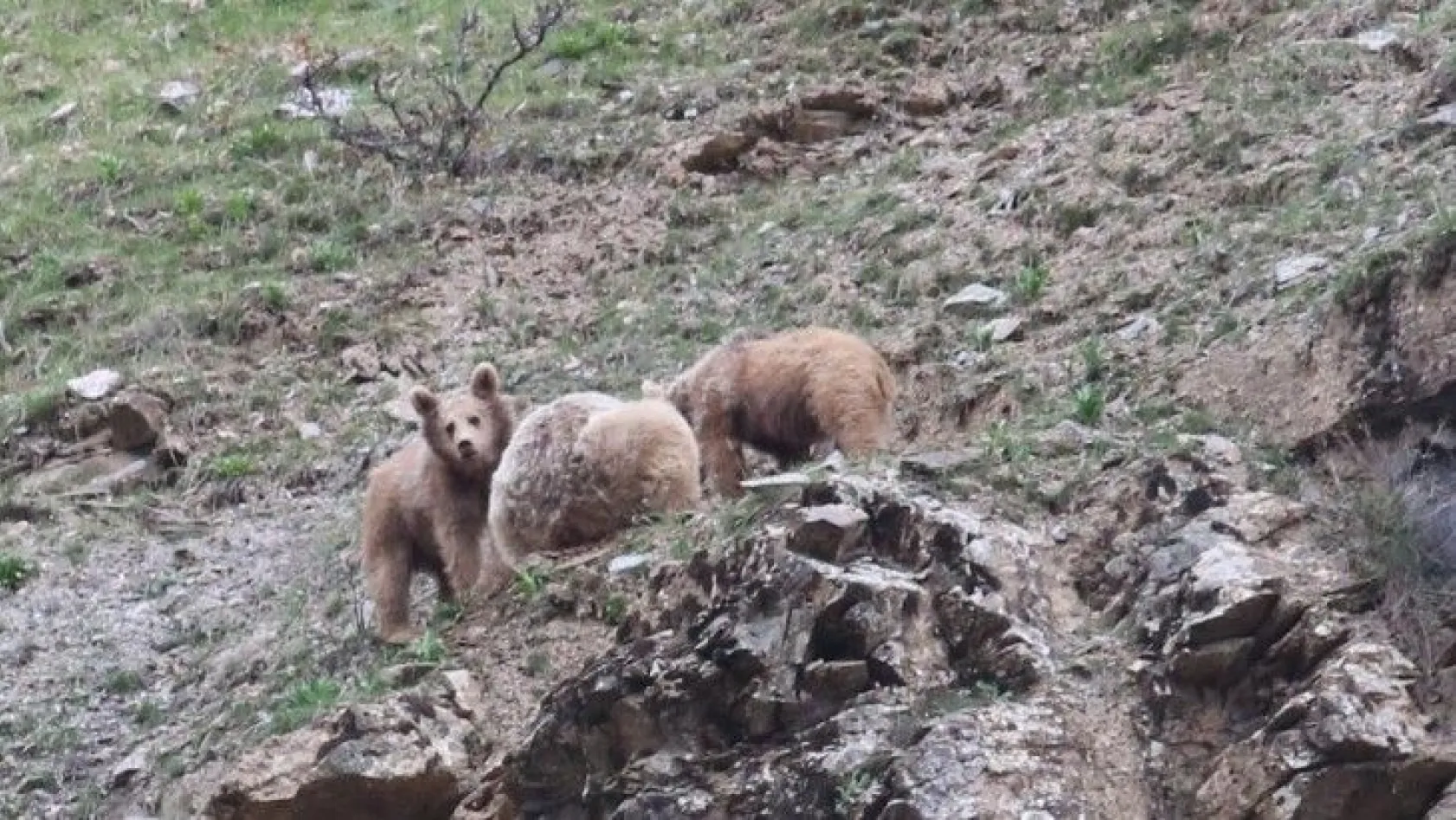 Doğa sessiz kaldı, ayılar ve yaban keçileri vadilere indi