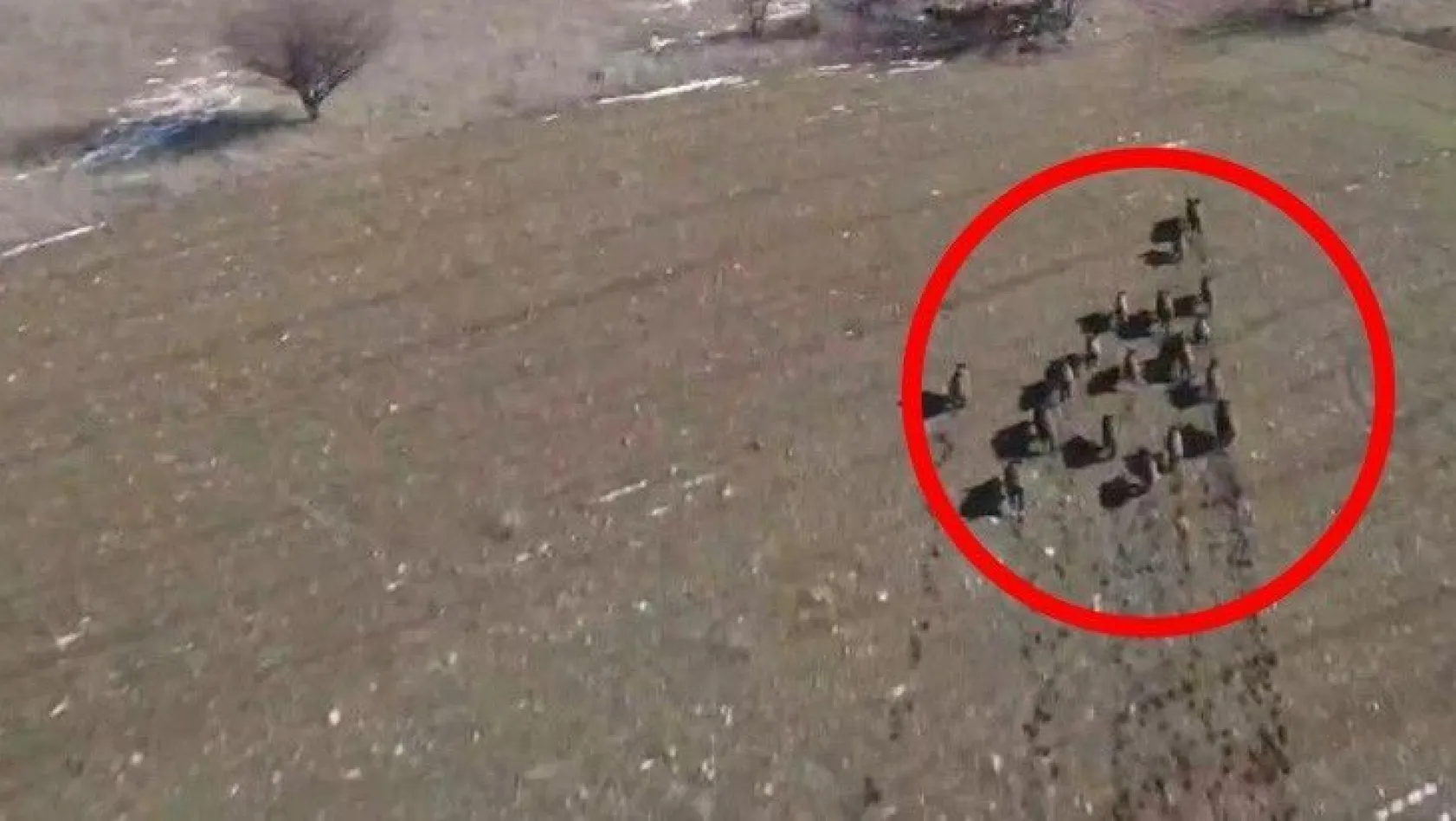 Domuz sürüsü drone ile görüntülendi