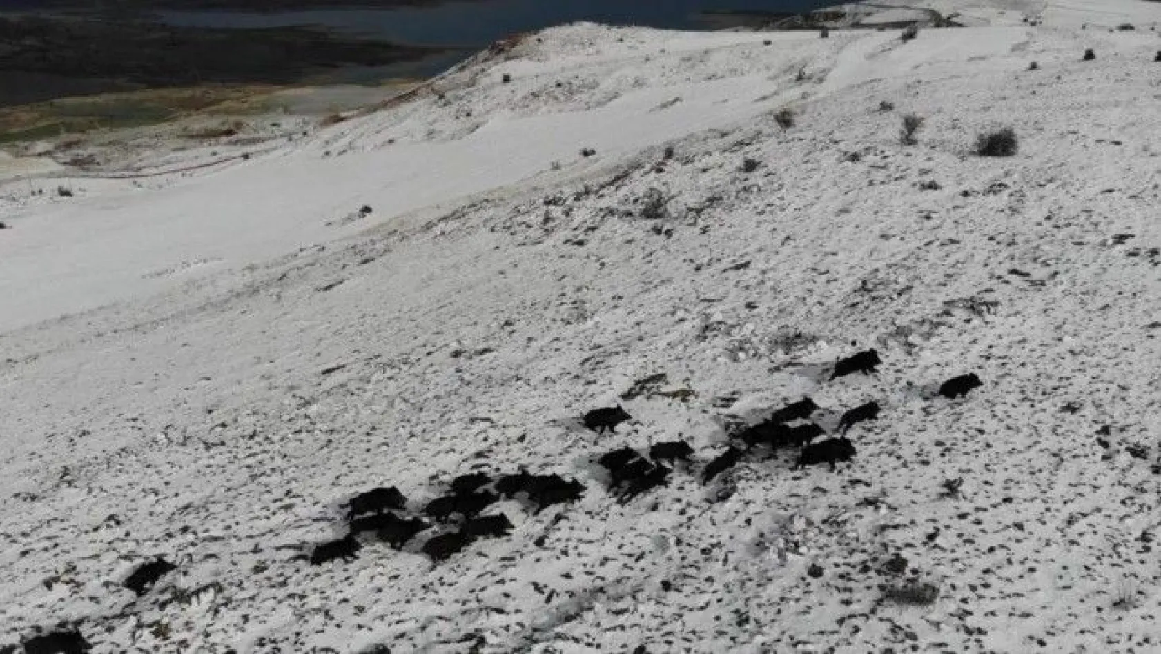 Domuz sürüsünün kaçışları drone ile böyle görüntülendi