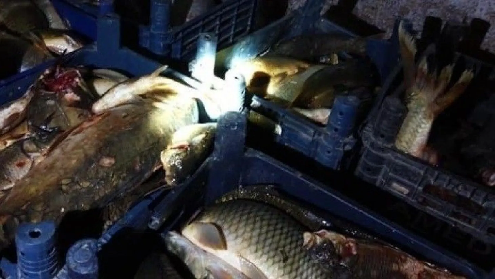 Elazığ'da 400 kilo kaçak balık ele geçirildi