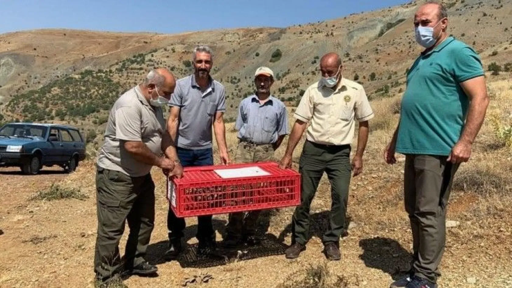 Elazığ'da 850 keklik doğaya salındı