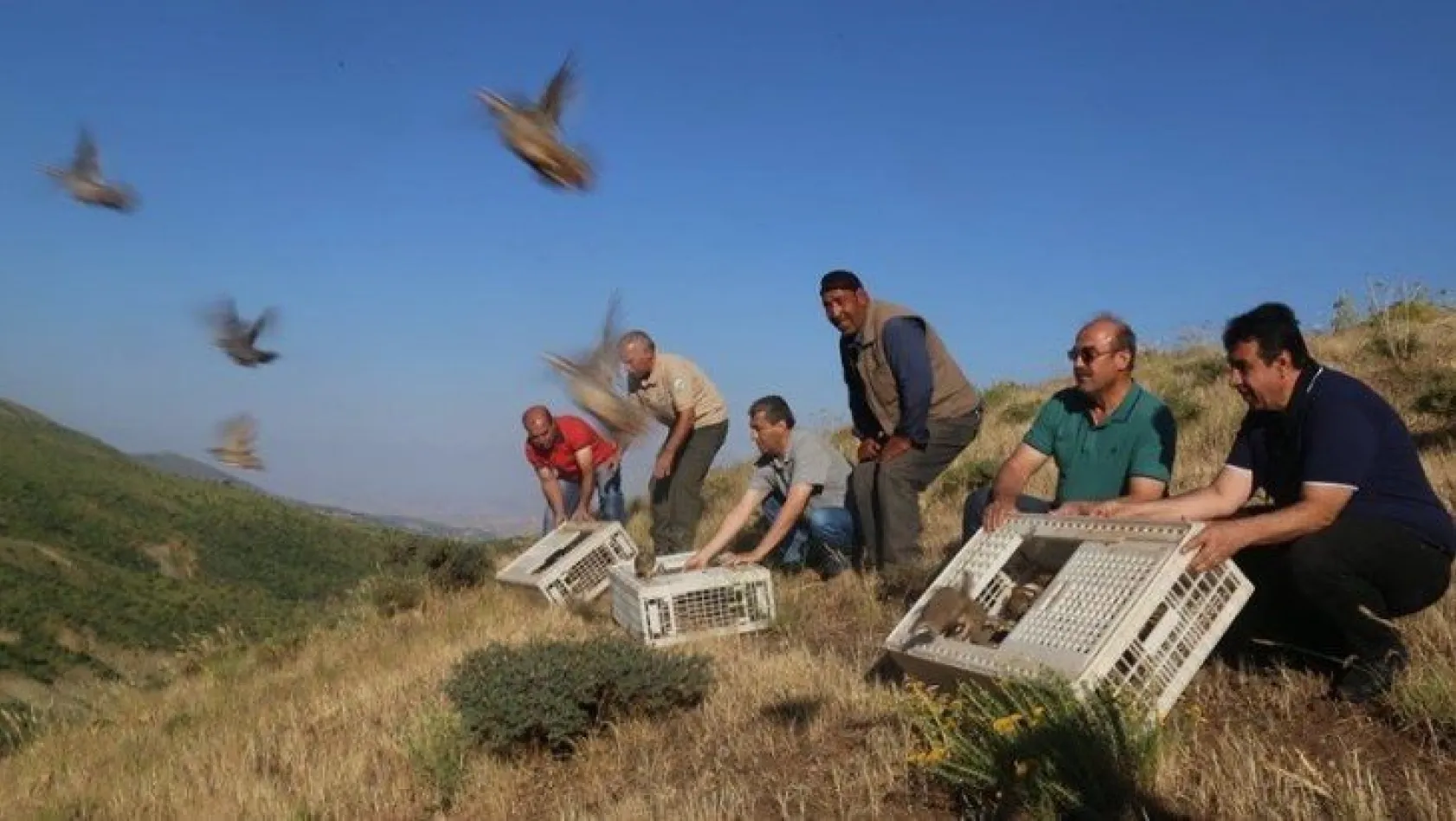 Elazığ'da bin keklik doğaya salındı
