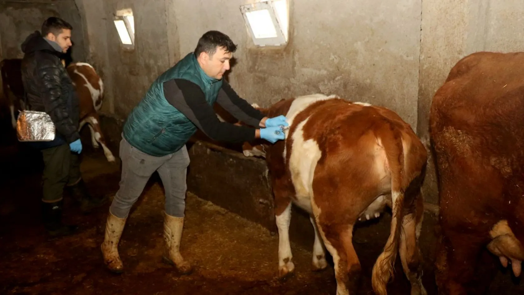 Elazığ'da büyükbaş hayvanlara şap aşısı yapılıyor