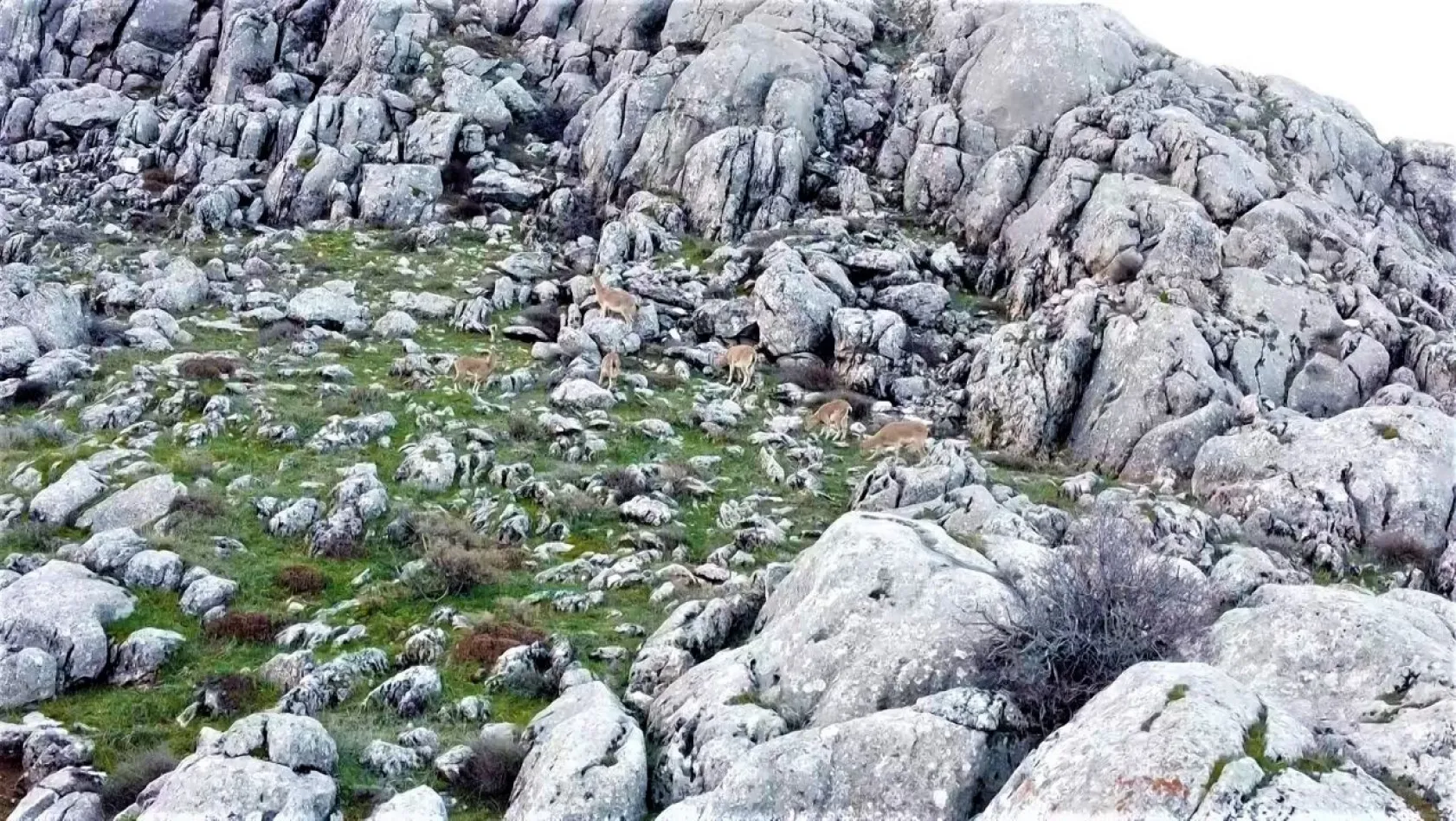 Elazığ'da dağ keçileri görüntülendi