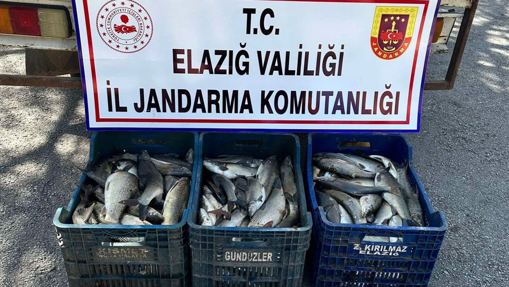 Elazığ'da kaçak balık avcısı yakalandı