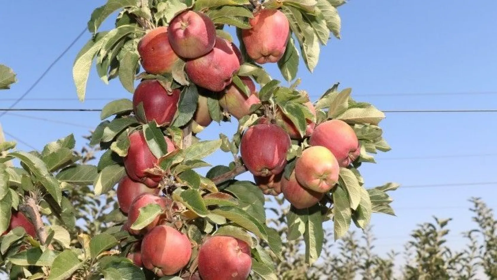 Elazığ'da kırmızı elma hasadı başladı