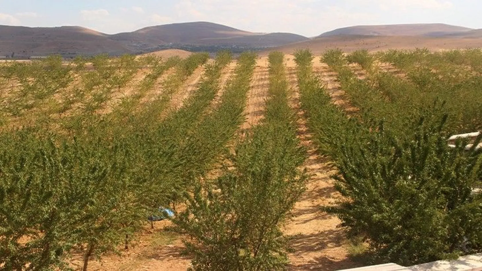 Elazığ'da 'organik badem hasadı' etkinliği