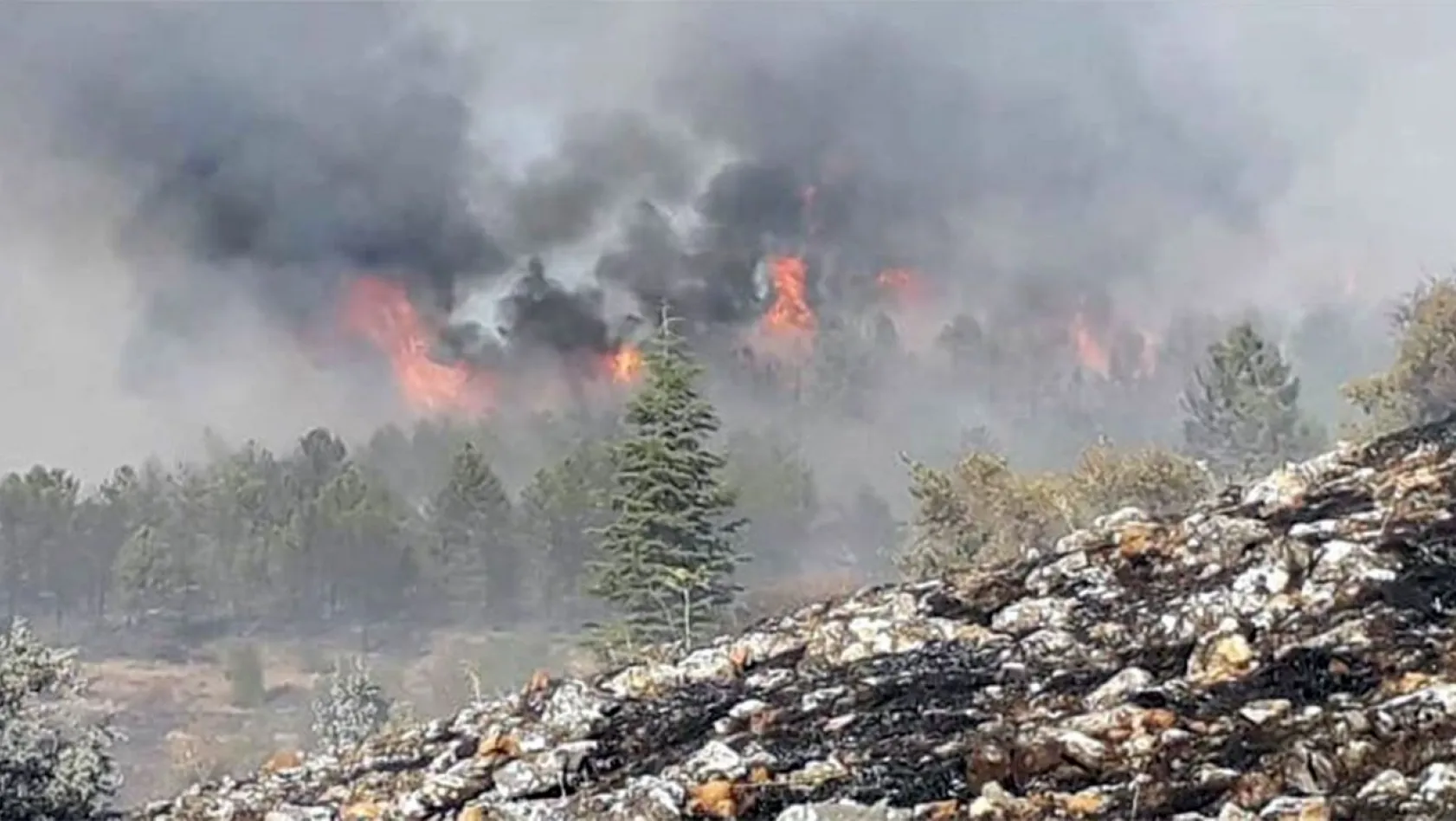 Elazığ'da orman yangını