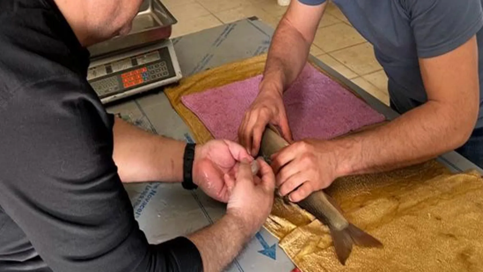 Elazığ'da siraz balığı üretim çalışmaları başladı