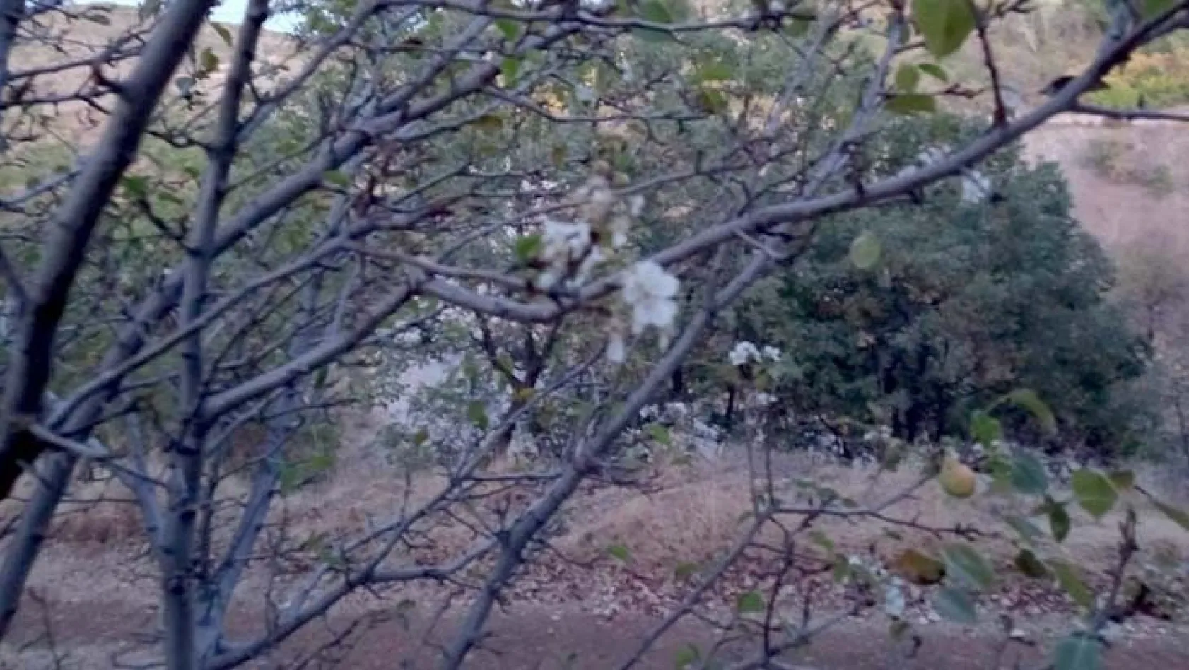 Elazığ'da yalancı bahara aldanan kiraz ağaçları çiçek açtı