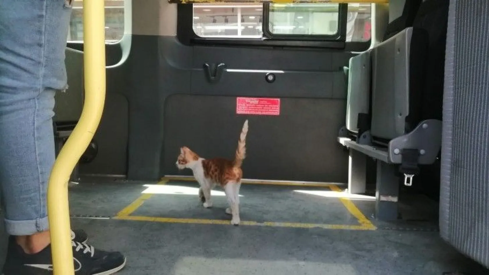 Yolcu gibi minibüse binen kedi, çarşı merkezine kadar yolculuk yaptı
