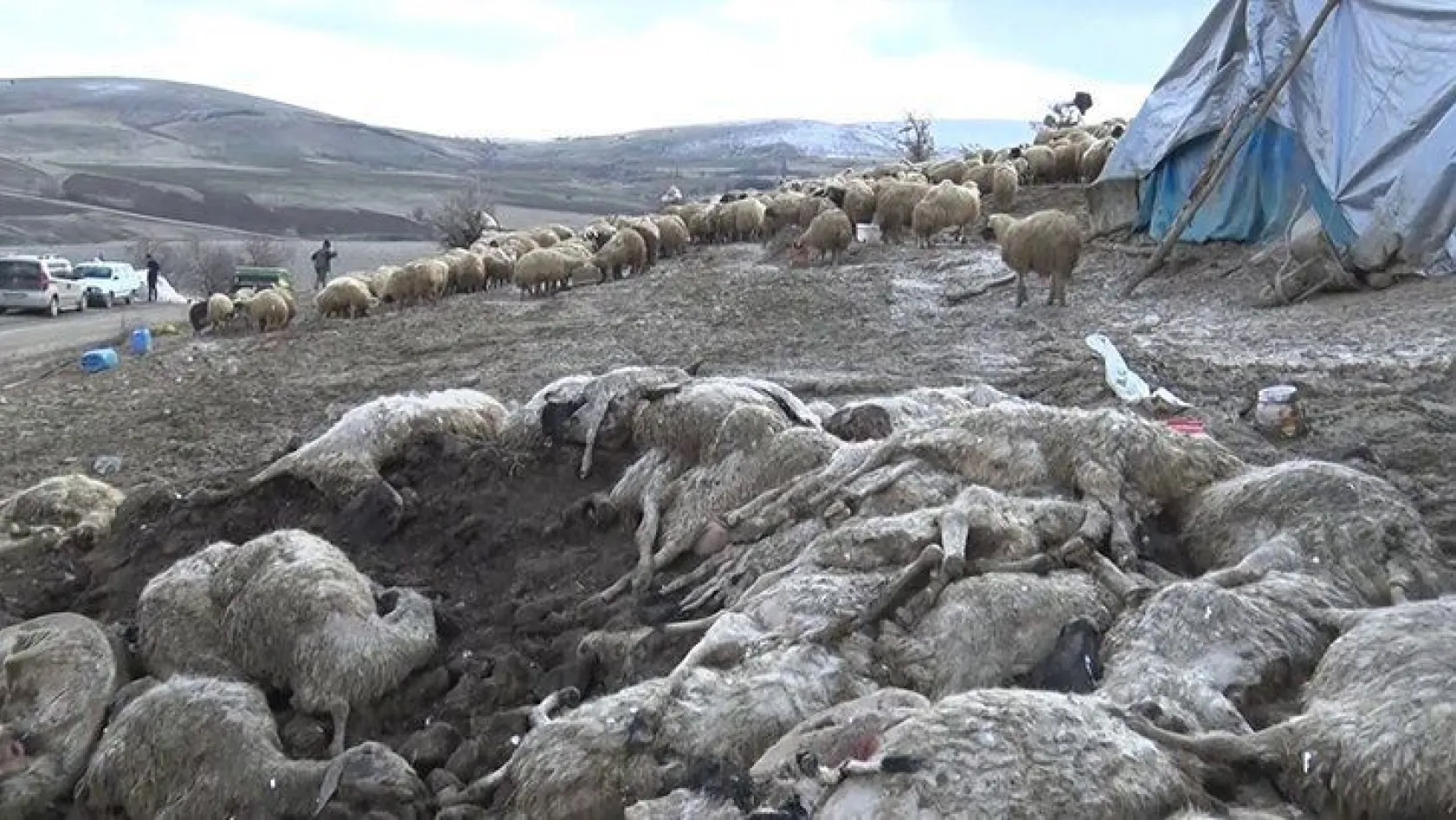 Elazığ'da çiçek hastalığı, 600'den fazla koyun telef oldu